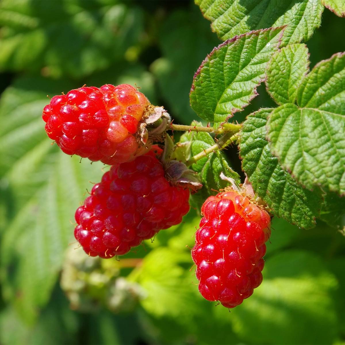 Framboisier Schönemann - Rubus idaeus Pot de 1,5L/2L, Buisson