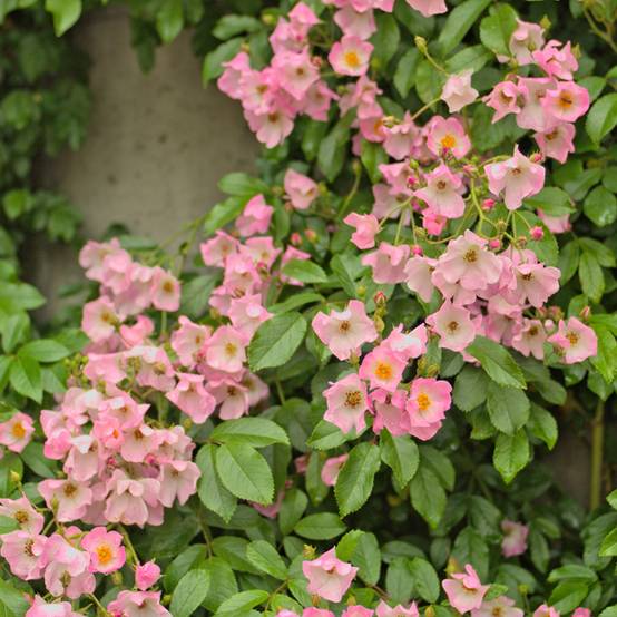 Promesse de Fleurs - Rosier ancien Ballerina Pot de 4L/5L
