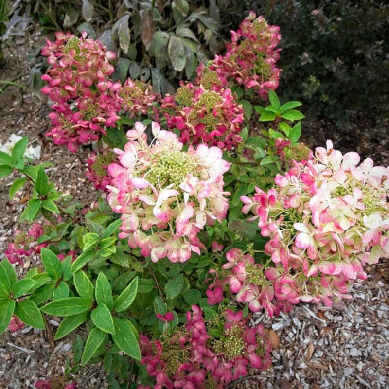 Hortensia paniculata Diamant Rouge® 'Rendia', Hydrangea paniculata à fleurs Rouge - feuillage Caduc - Godet - 5/20 cm-  hauteur à maturité De 1,00 m à - Image 10