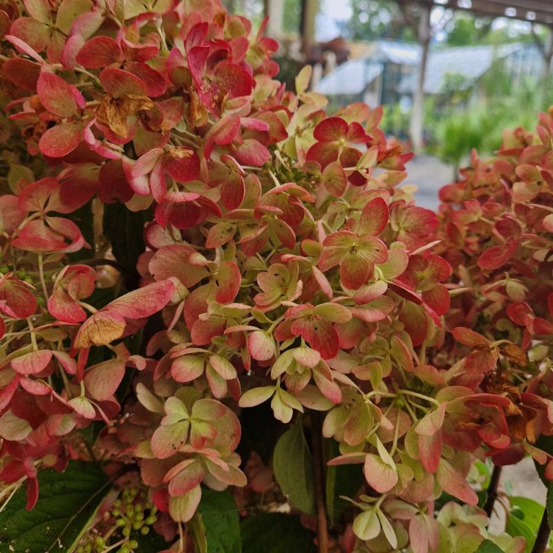 Hortensia paniculata Diamant Rouge® 'Rendia', Hydrangea paniculata à fleurs Rouge - feuillage Caduc - Godet - 5/20 cm-  hauteur à maturité De 1,00 m à - Image 7