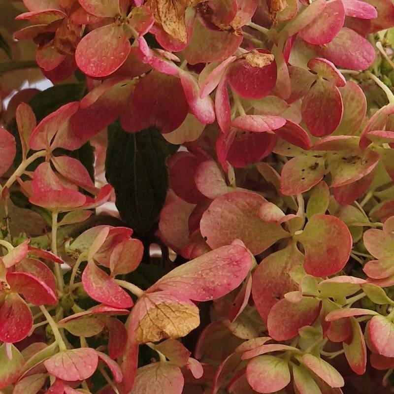 Hortensia paniculata Diamant Rouge® 'Rendia', Hydrangea paniculata à fleurs Rouge - feuillage Caduc - Godet - 5/20 cm-  hauteur à maturité De 1,00 m à - Image 8