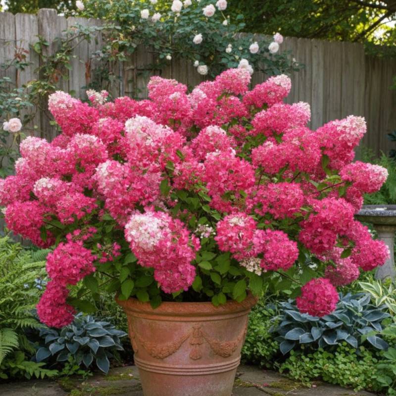 Hortensia paniculata Diamant Rouge® 'Rendia', Hydrangea paniculata à fleurs Rouge - feuillage Caduc - Godet - 5/20 cm-  hauteur à maturité De 1,00 m à - Image 4