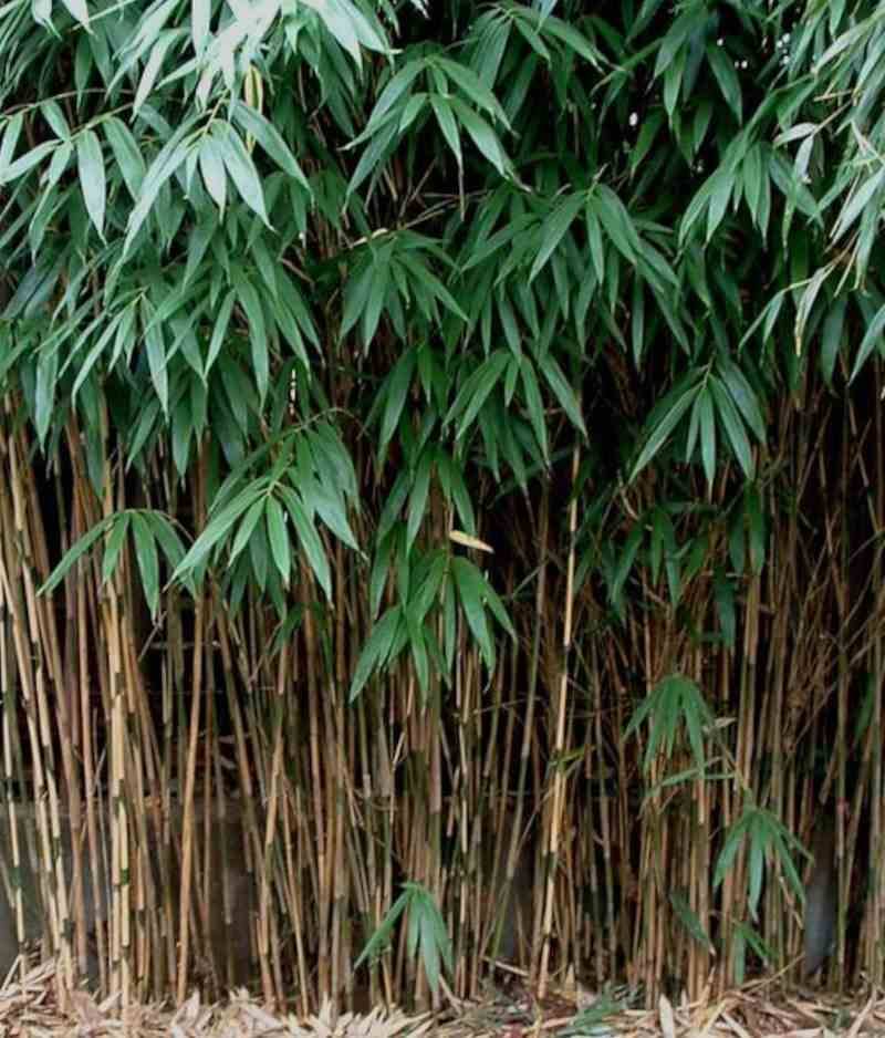 Sans Marque - Pseudosasa japonica Taille:Pot de 5 litres ? 80/100 cm - Image 3