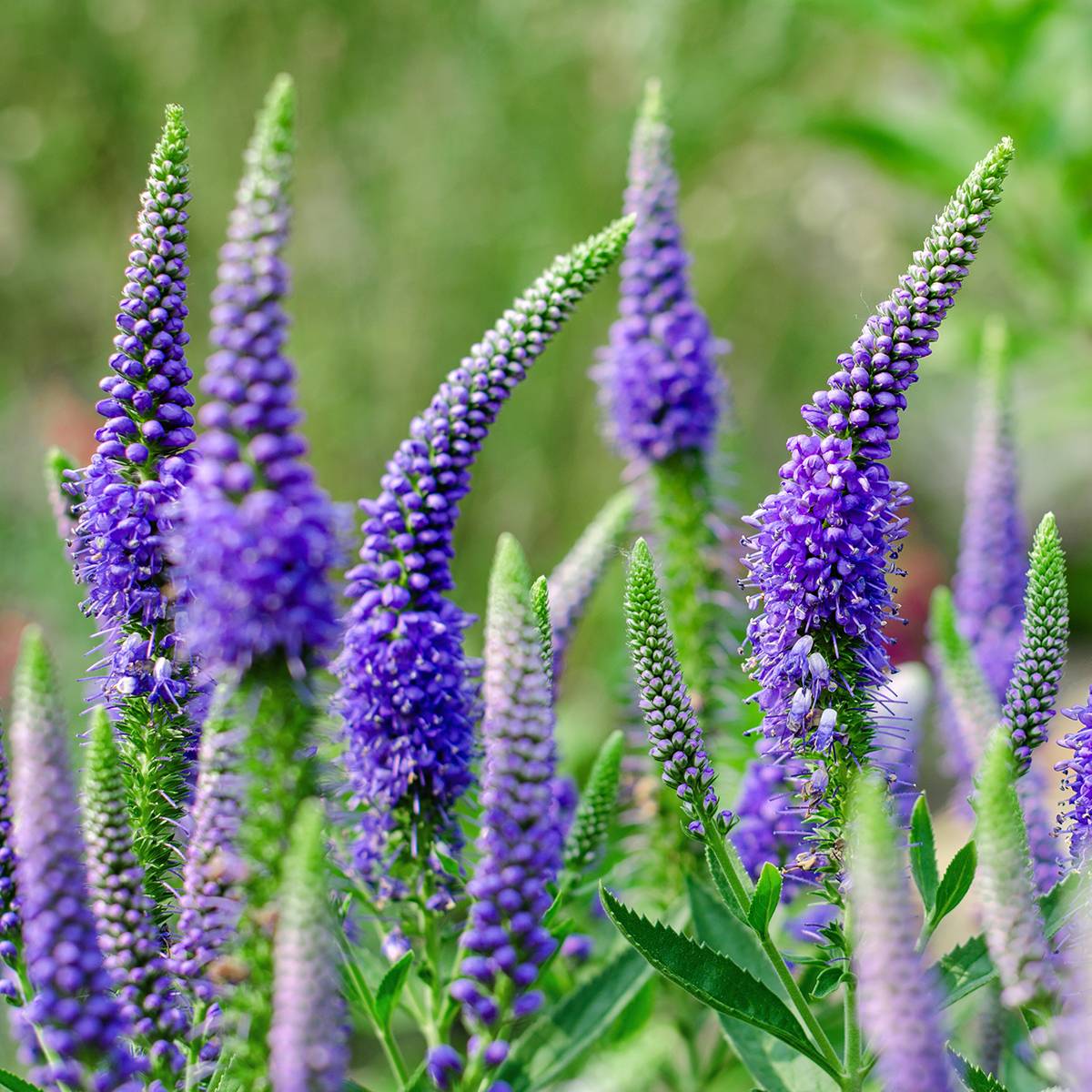 Promesse de Fleurs - Veronica longifolia First Glory - Véronique à longues feuilles Pot de 2L/3L