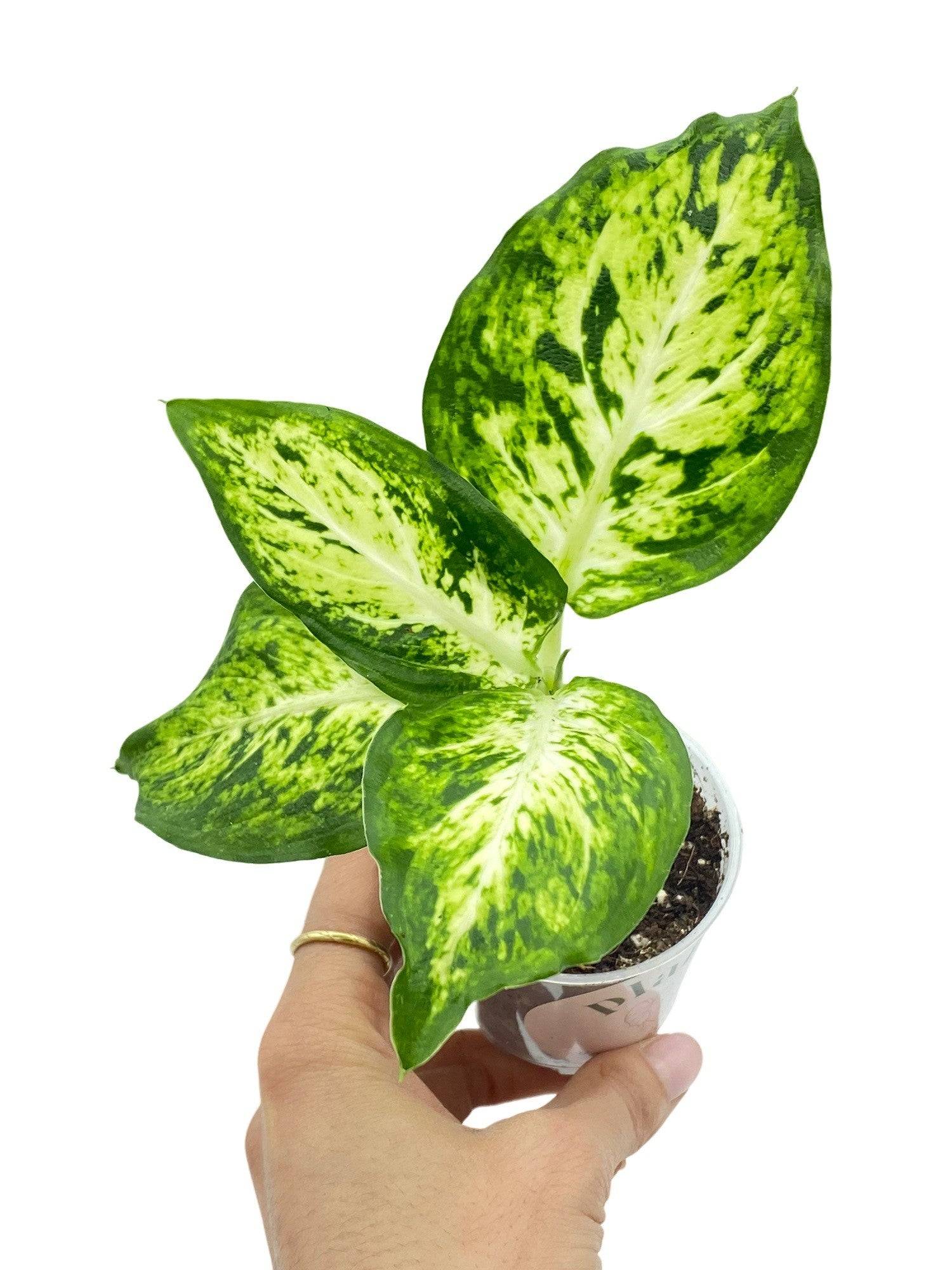 Dieffenbachia Mars - Pot de 6cm - Plantes d'intérieur - Image 1