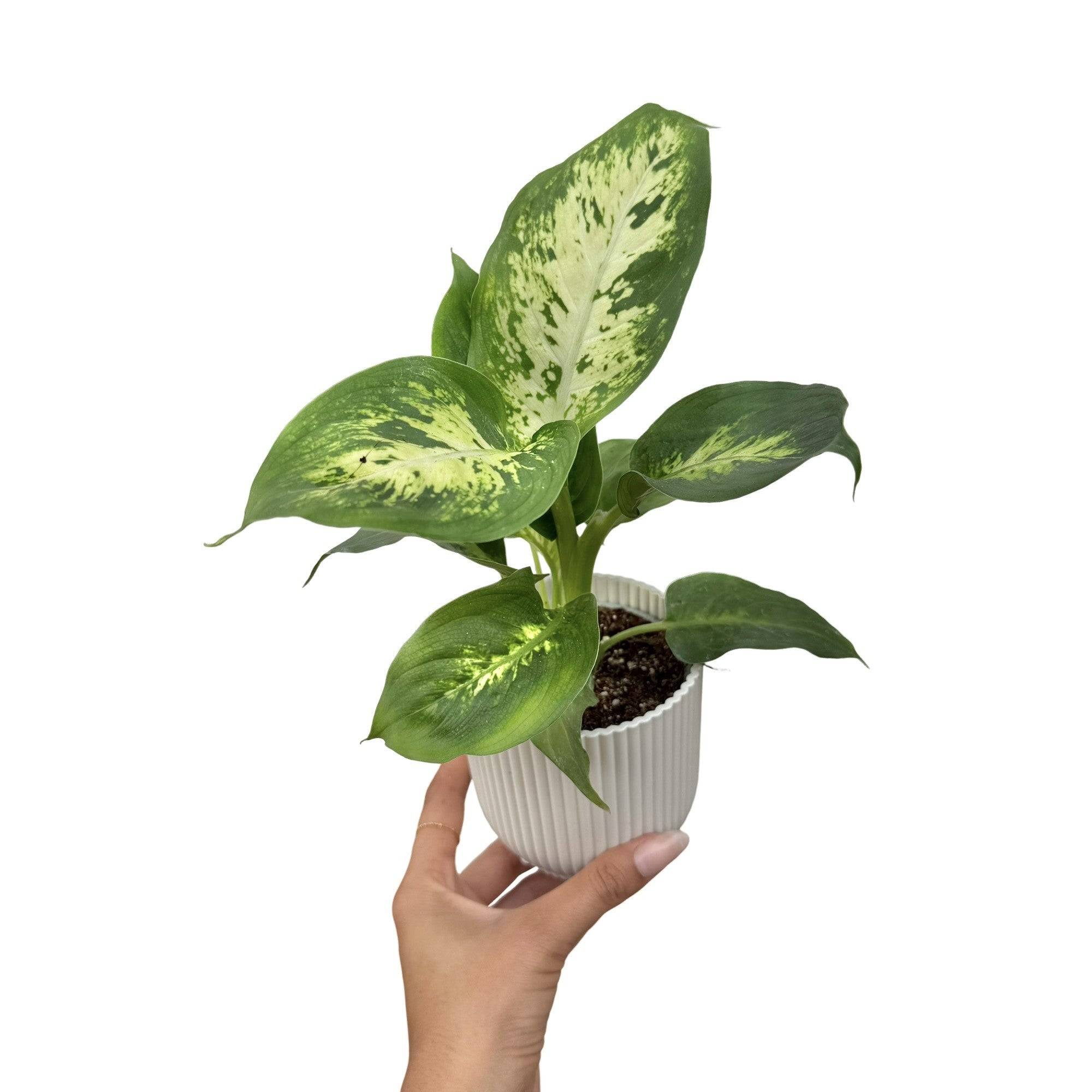 Dieffenbachia Mars - Pot de 6cm - Plantes d'intérieur - Image 7