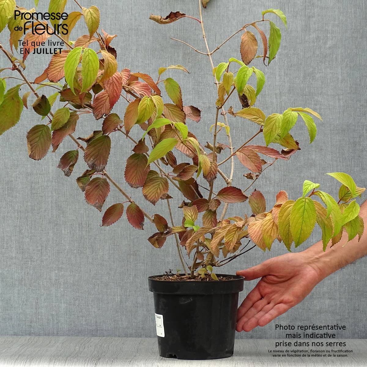 Promesse de Fleurs - Viorne de Chine - Viburnum plicatum Mariesii Pot de 3L/4L - Image 2