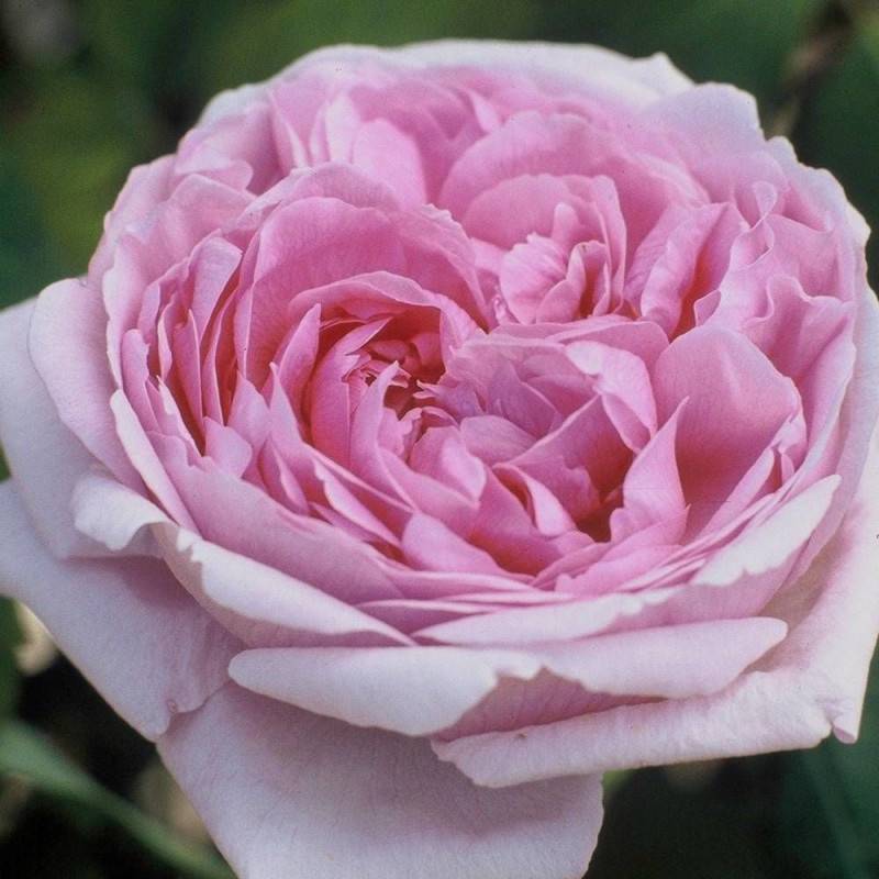 Rosier ancien Comte de Chambord à fleurs Rose/ - feuillage Caduc - Pot de 3L - 20/40 cm - Image 1