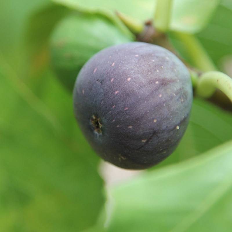 Figuier Noir de Caromb, Ficus carica - Bon rendement - Pot de 7,5L - 60/80 cm - De 3,00 m à 5,00 m - Image 1