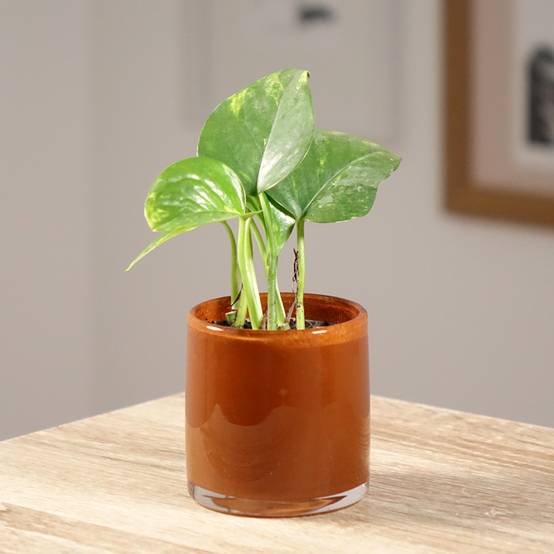 Promesse de Fleurs - Epipremnum aureum - Pothos Pot de 10 cm/11cm