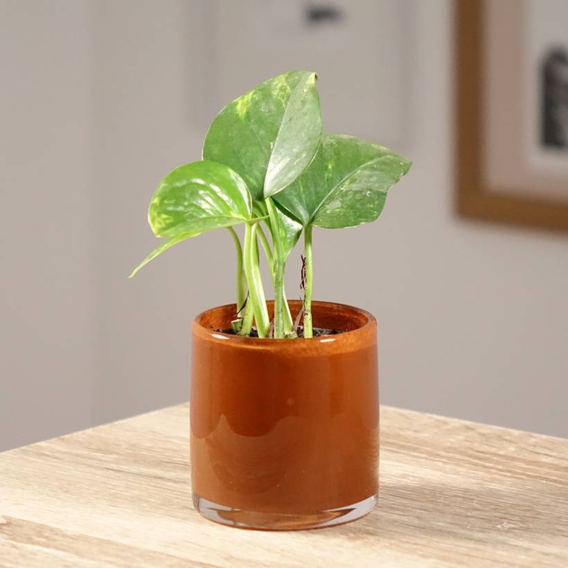Promesse de Fleurs - Epipremnum aureum - Pothos Pot de 10 cm/11cm