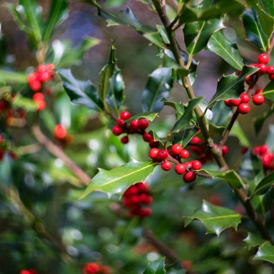 Houx commun Alaska, Ilex - Pot de 3L - 40/60 cm - Image 5