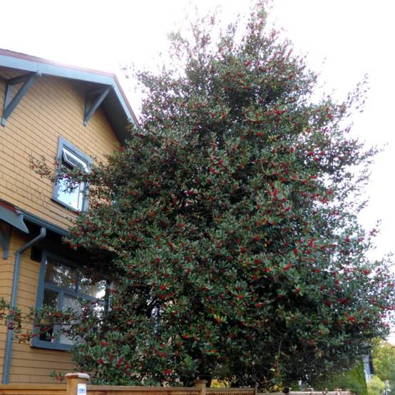 Houx commun Alaska, Ilex - Pot de 3L - 40/60 cm - Image 7