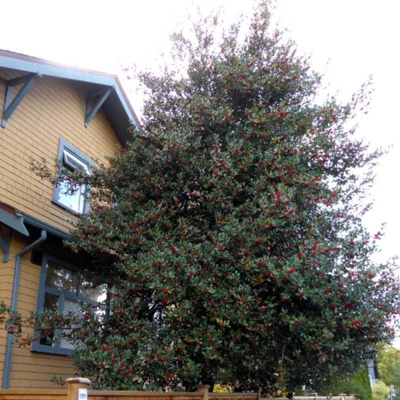 Houx commun Alaska, Ilex - Pot de 3L - 40/60 cm - Image 7