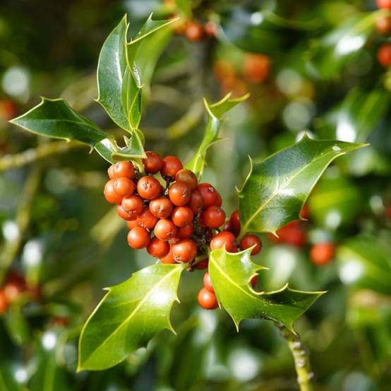 Houx commun Alaska, Ilex - Pot de 3L - 40/60 cm - Image 4
