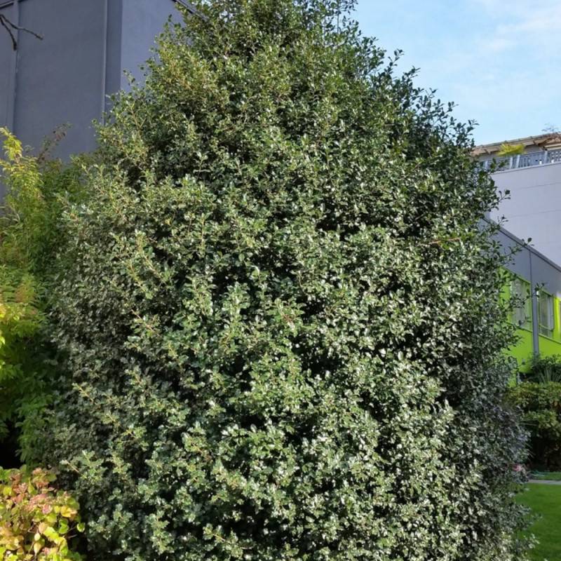 Houx commun Alaska, Ilex - Pot de 3L - 40/60 cm - Image 6