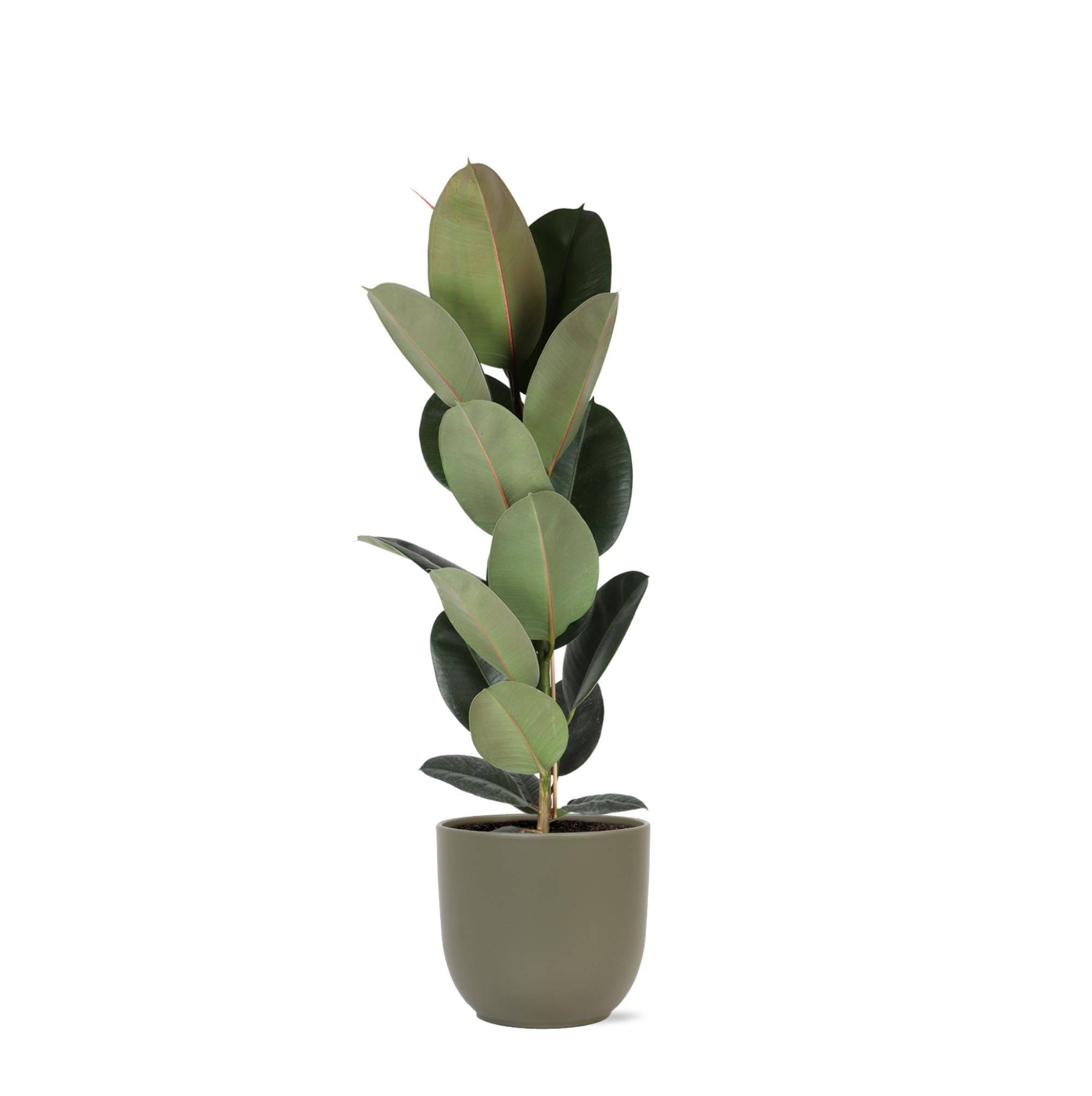 La Green Touch - Ficus Elastica Robusta et son pot- La Green Touch Olive - Hauteur 90cm