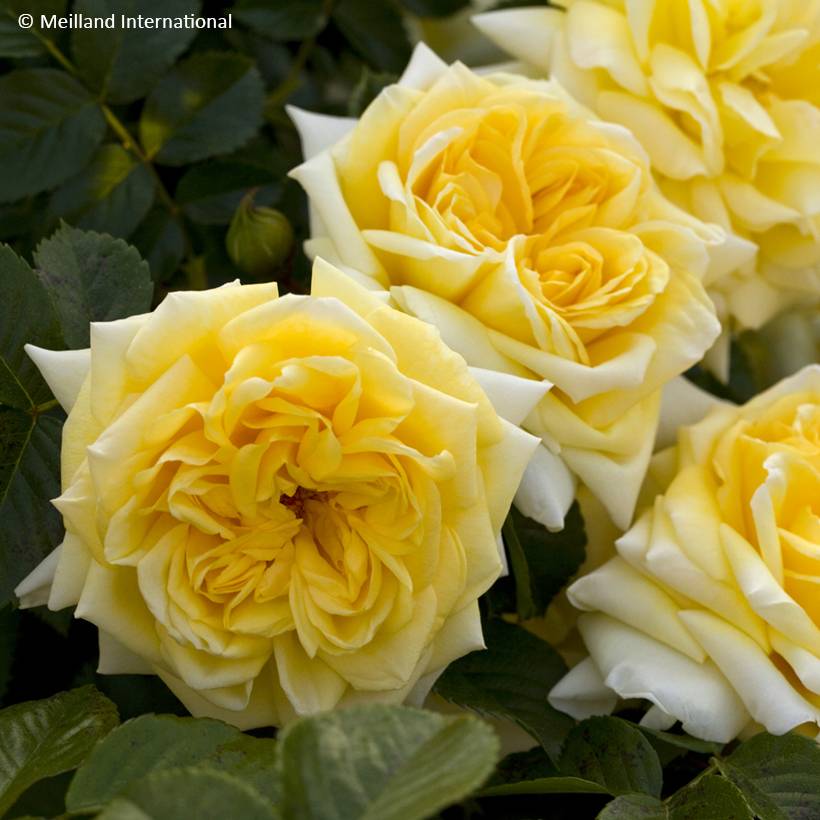 Rosier arbustif Nadia Meillandecor Pot de 4L/5L