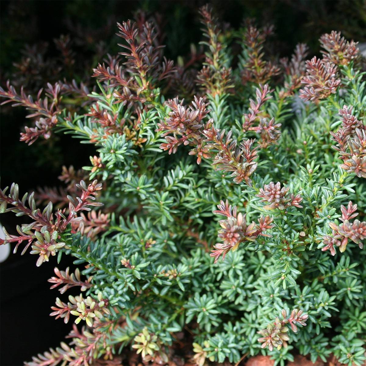 Promesse de Fleurs - Podocarpus lawrencii Red Tip Pot de 2L/3L