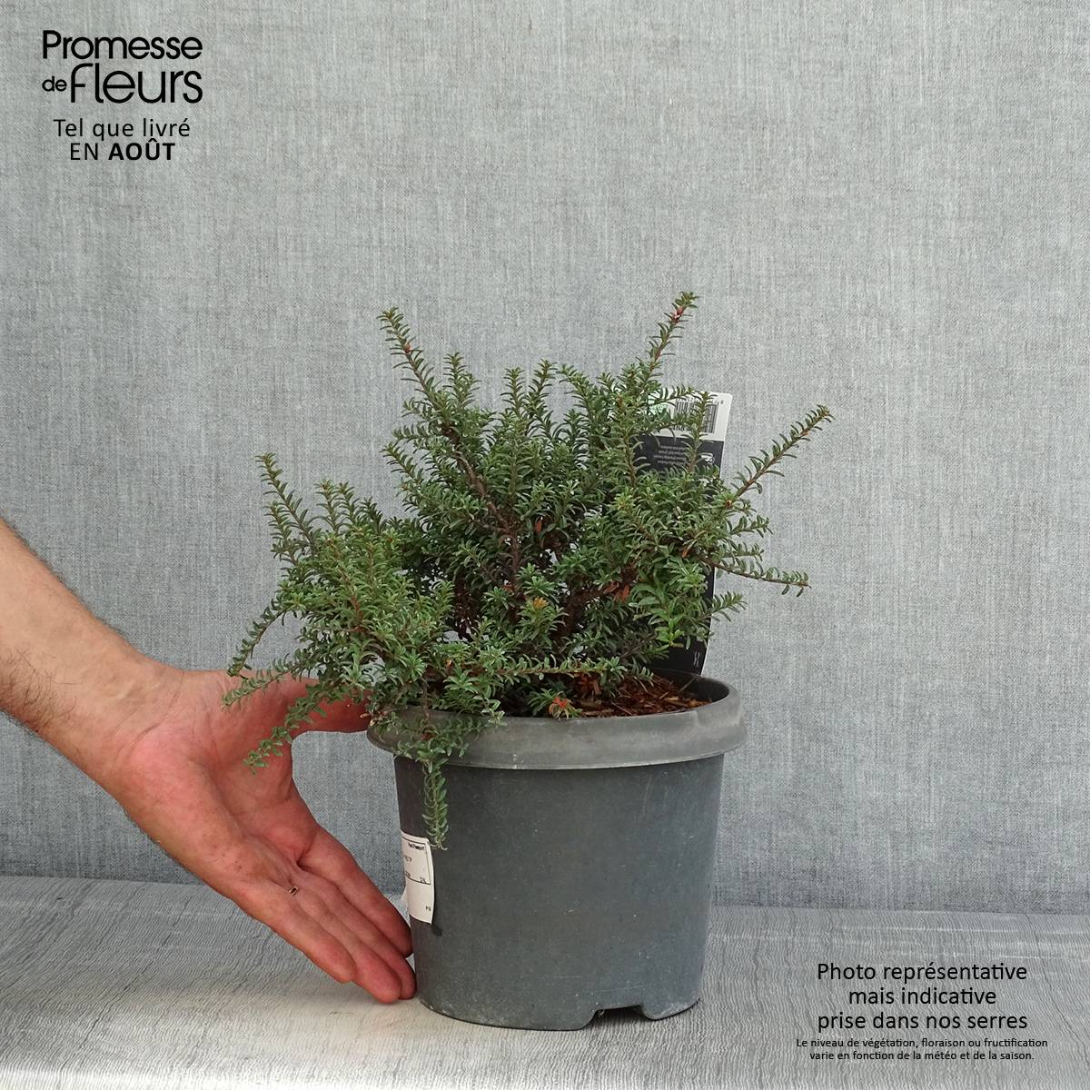 Promesse de Fleurs - Podocarpus lawrencii Red Tip Pot de 2L/3L - Image 2
