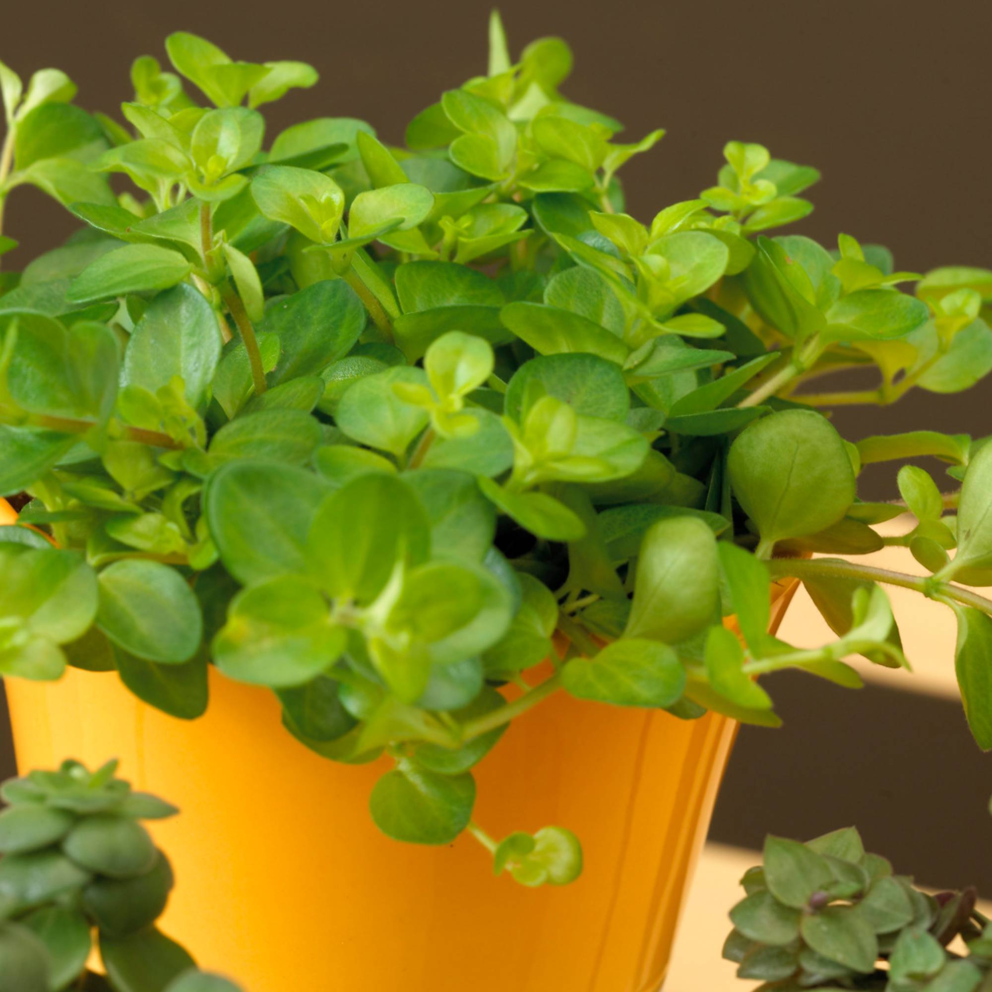 Gardenersdream - Plante D'Intérieur Peperomia Rotundifolia À Vendre | Petite Plante D'Intérieur - GardenersDream - Image 1