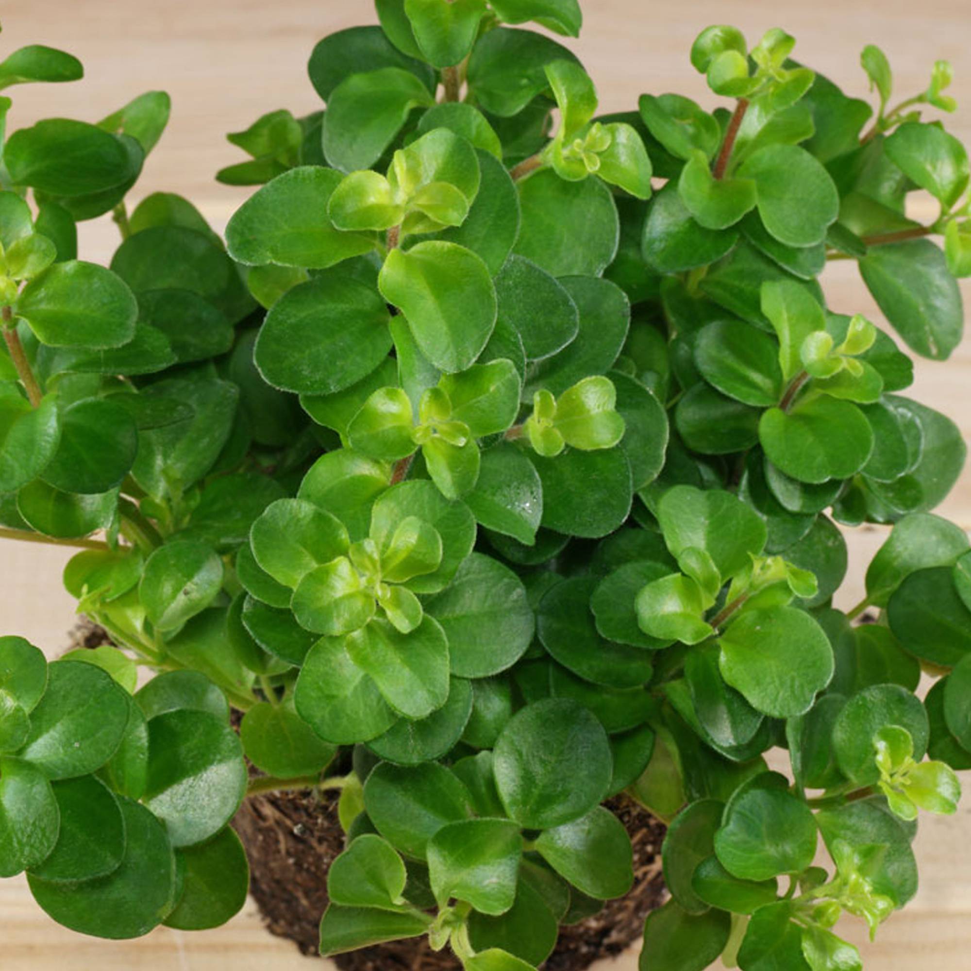 Gardenersdream - Plante D'Intérieur Peperomia Rotundifolia À Vendre | Petite Plante D'Intérieur - GardenersDream - Image 2