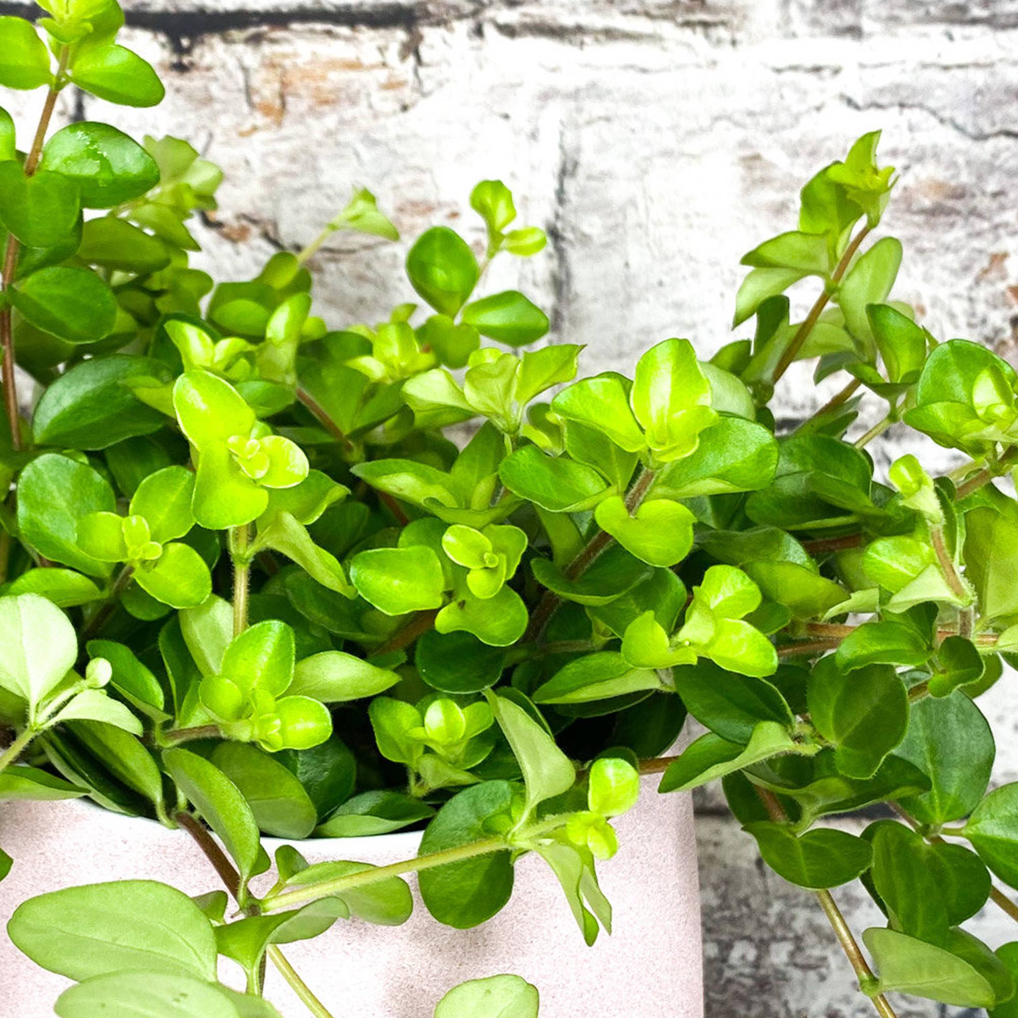 Gardenersdream - Plante D'Intérieur Peperomia Rotundifolia À Vendre | Petite Plante D'Intérieur - GardenersDream - Image 3