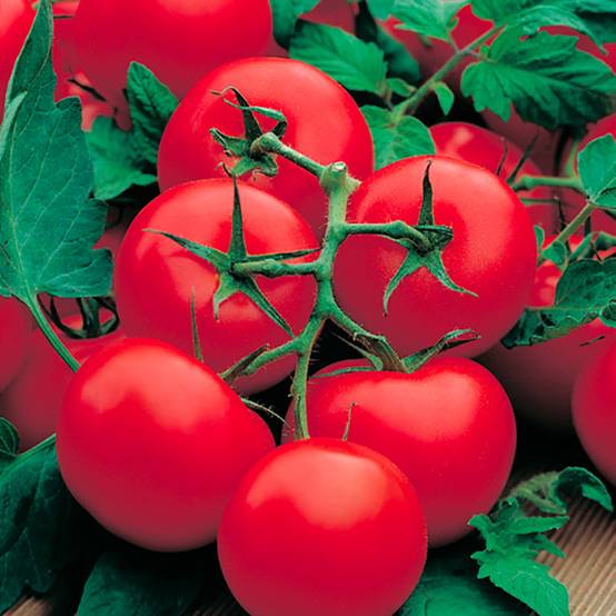 Plant de tomate ronde en grappe grappe premio f1 pot 0,5 l - Image 1