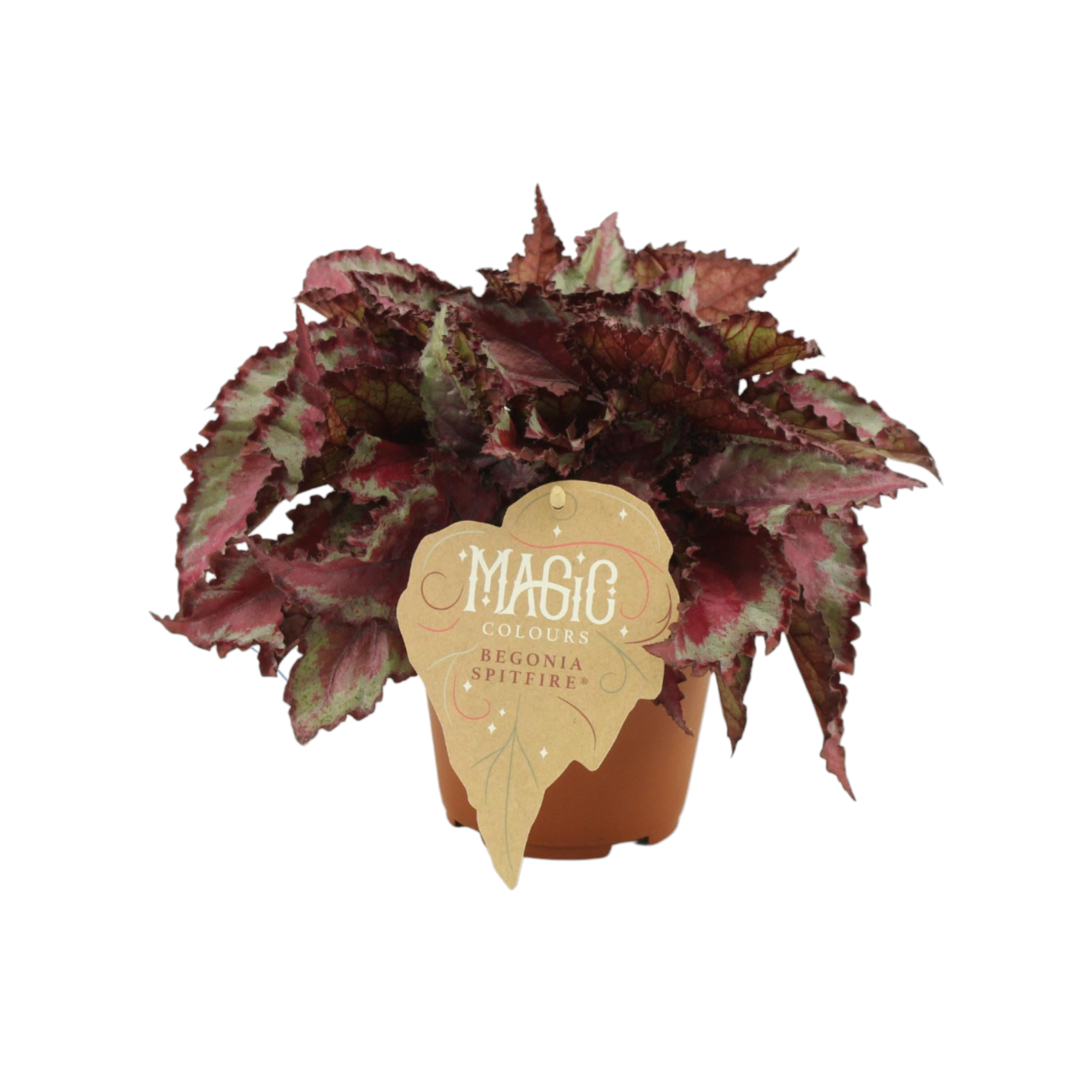 Begonia Rex 'Spitfire' 25cm - Plante d'intérieur- La Green Touch - Image 1