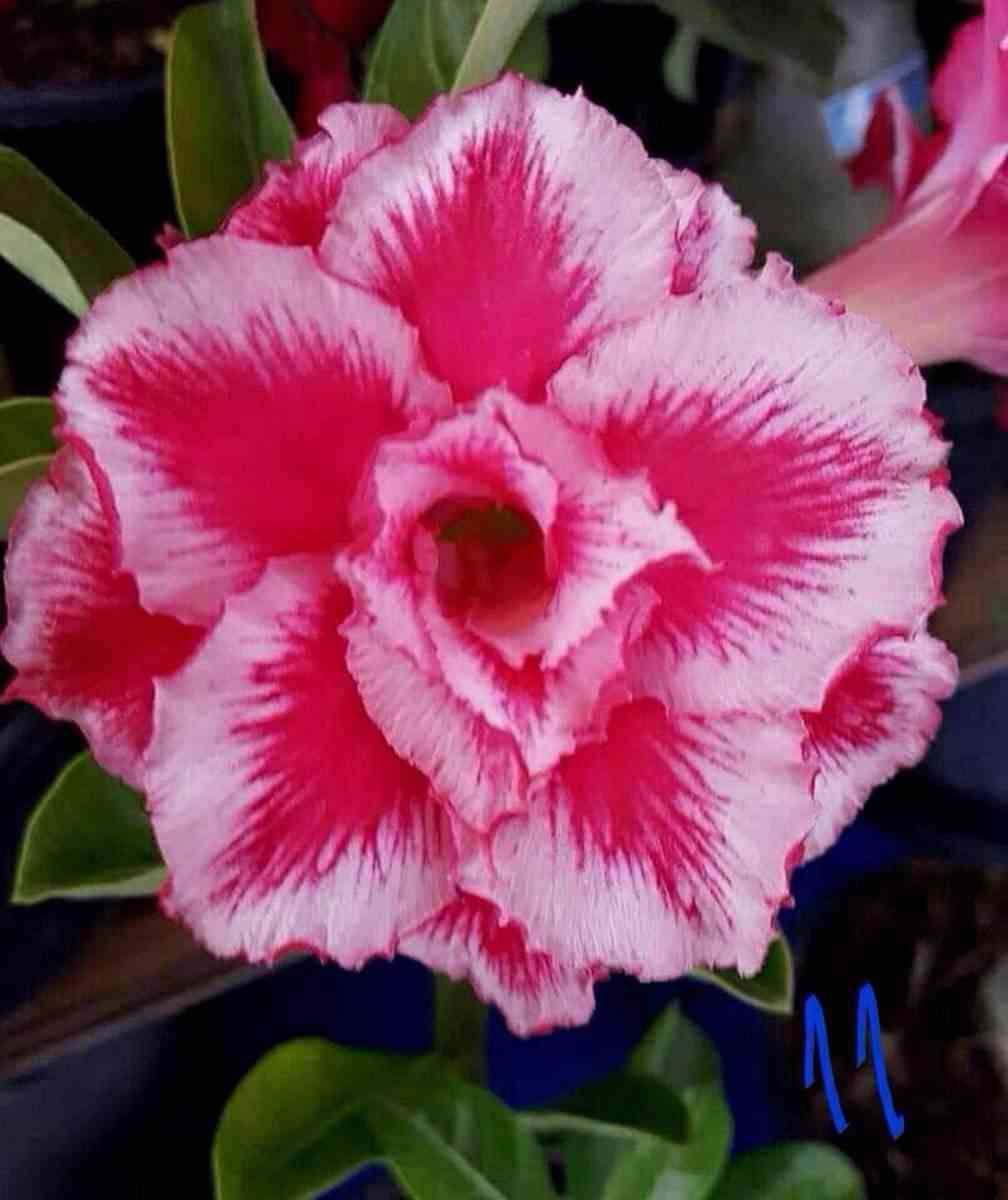 Sans Marque - Adenium obesum cv.Arc-en-ciel  Caudex d'environ 150g - Image 1