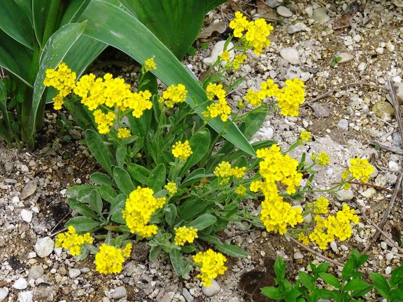Alyssum saxatile Goldkugel - Corbeille d'Or à fleurs jaunes Godet de 8/9 cm