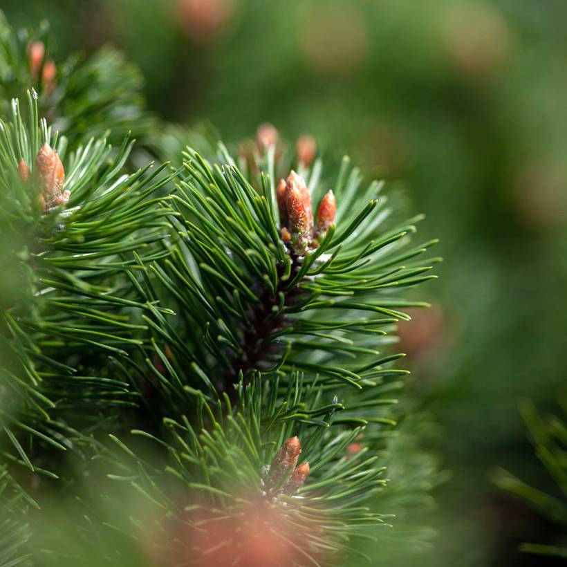 Pin de montagne - Pinus mugo Mumpitz Pot de 2L/3L - Gamm vert