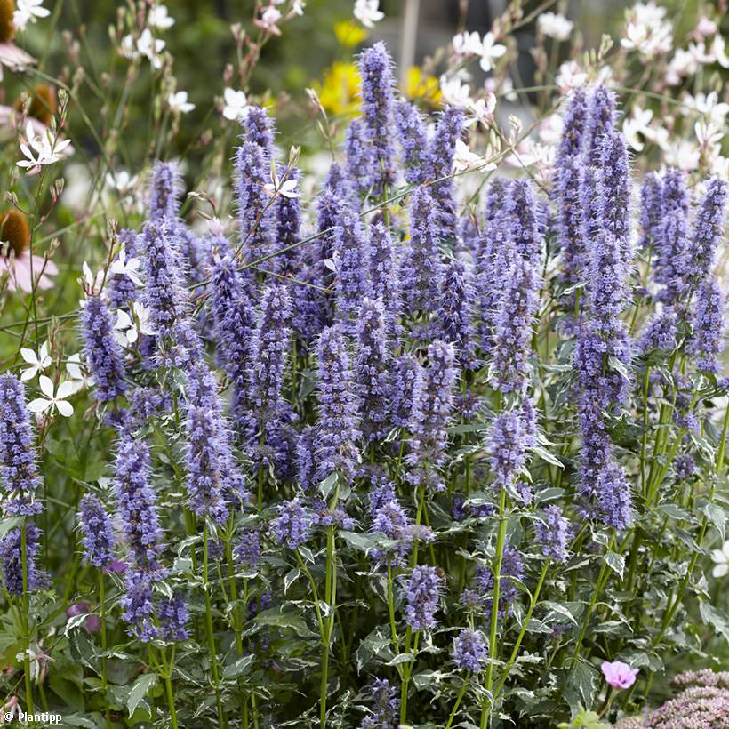 Agastache Crazy Fortune Godet de 8/9 cm