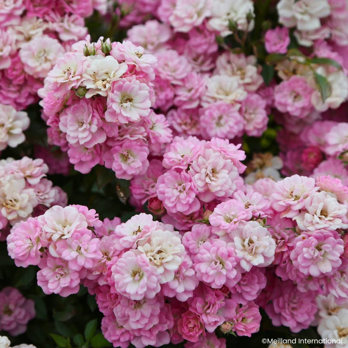 Promesse de Fleurs - Rosier miniature Galaxy Naos Pot de 1,5L/2L
