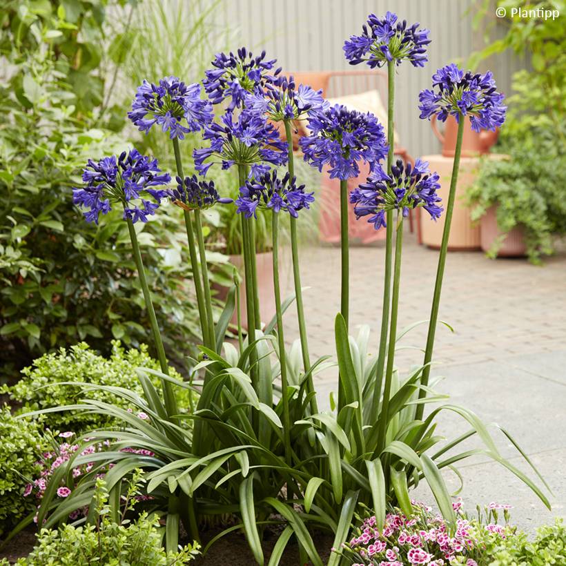 Promesse de Fleurs - Agapanthe Midnight Sky Godet de 8/9 cm