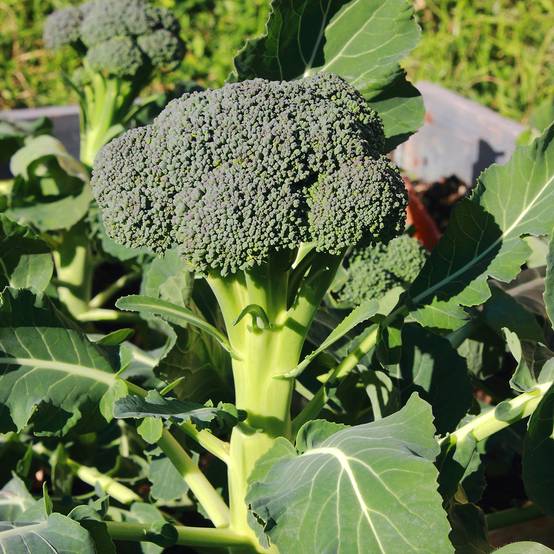 Promesse de Fleurs - Chou Brocoli Ramoso Calabrese Bio le sachet de 200 graines environ (1g)