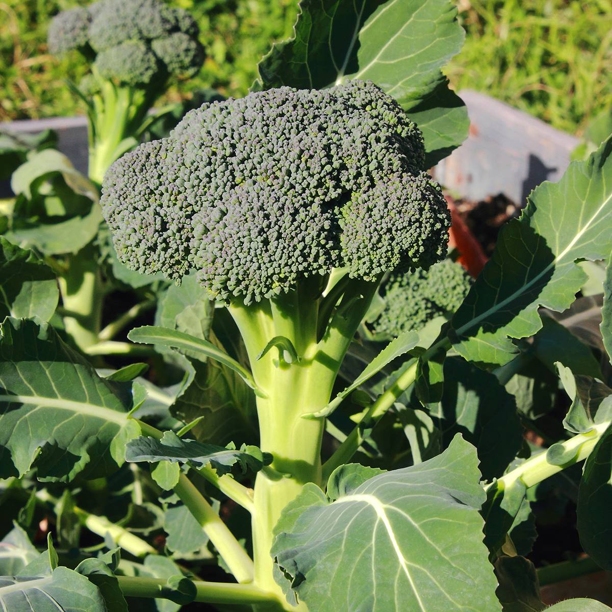 Promesse de Fleurs - Chou Brocoli Ramoso Calabrese Bio le sachet de 200 graines environ (1g)
