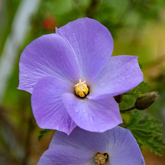 Alyogyne huegelii - Hibiscus bleu d'Australie Pot de 3L/4L