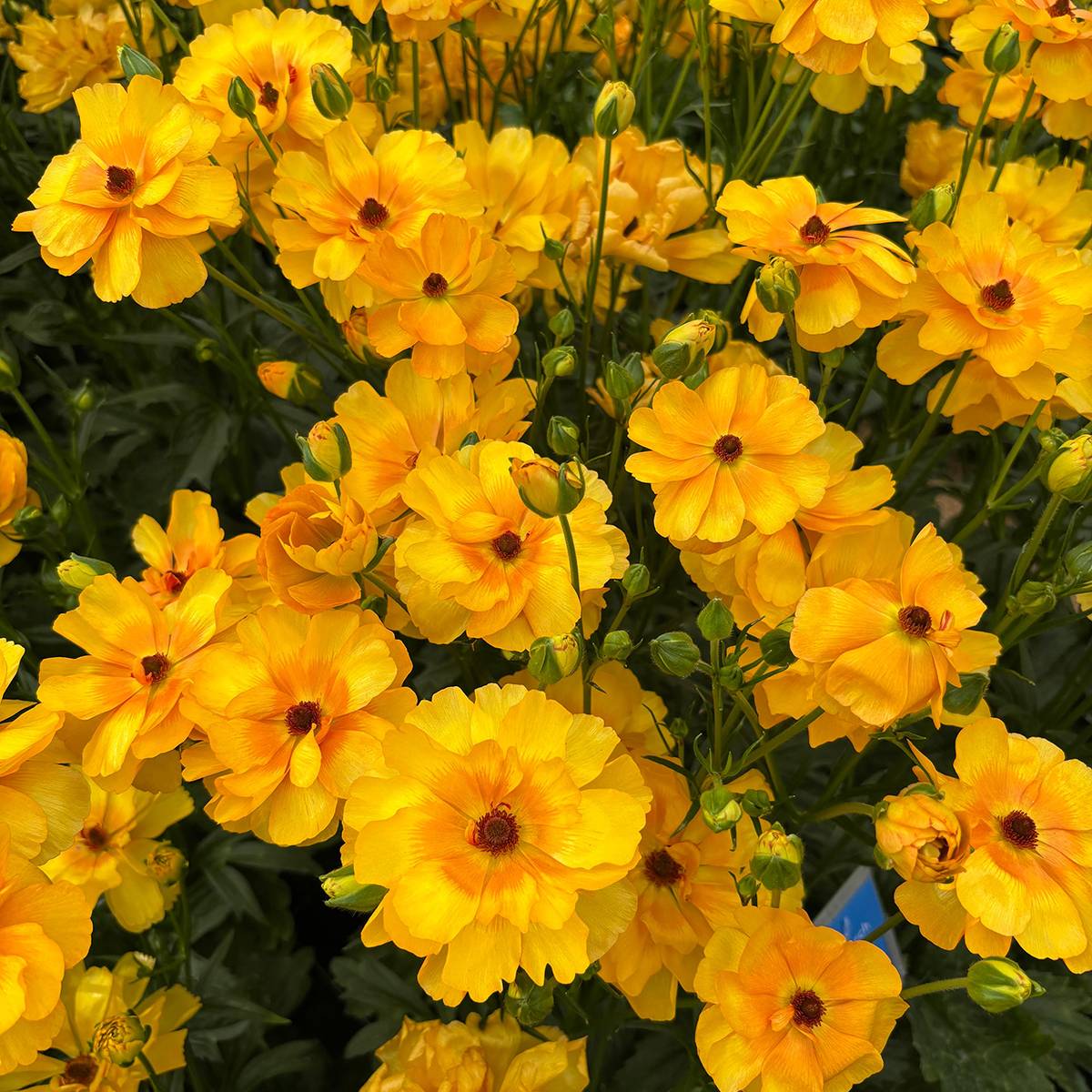 Promesse de Fleurs - Renoncule des fleuristes Butterfly Minerva – Ranunculus asiaticus Bulbe calibre 8+