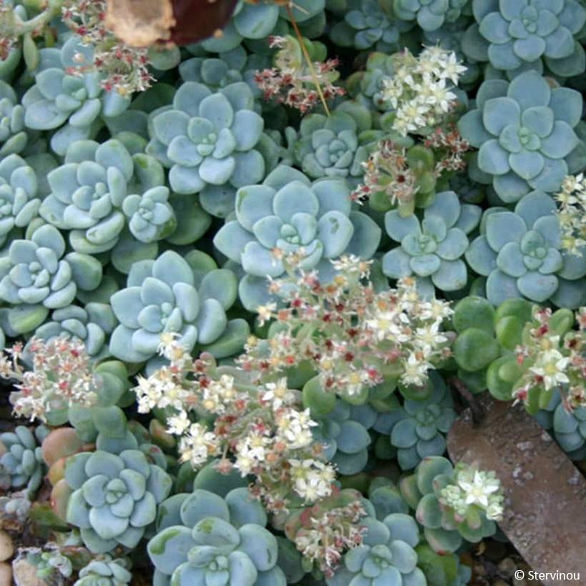 Promesse de Fleurs - Sedum clavatum - Orpin mexicain Godet de 8/9 cm