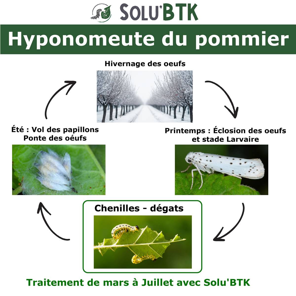 SoluBTK - Hyponomeute du Pommier - 30 g Bacillus thuringiensis BTK - Anti-chenilles Utilisable en Agriculture Biologique - Traitement chenilles - Image 2