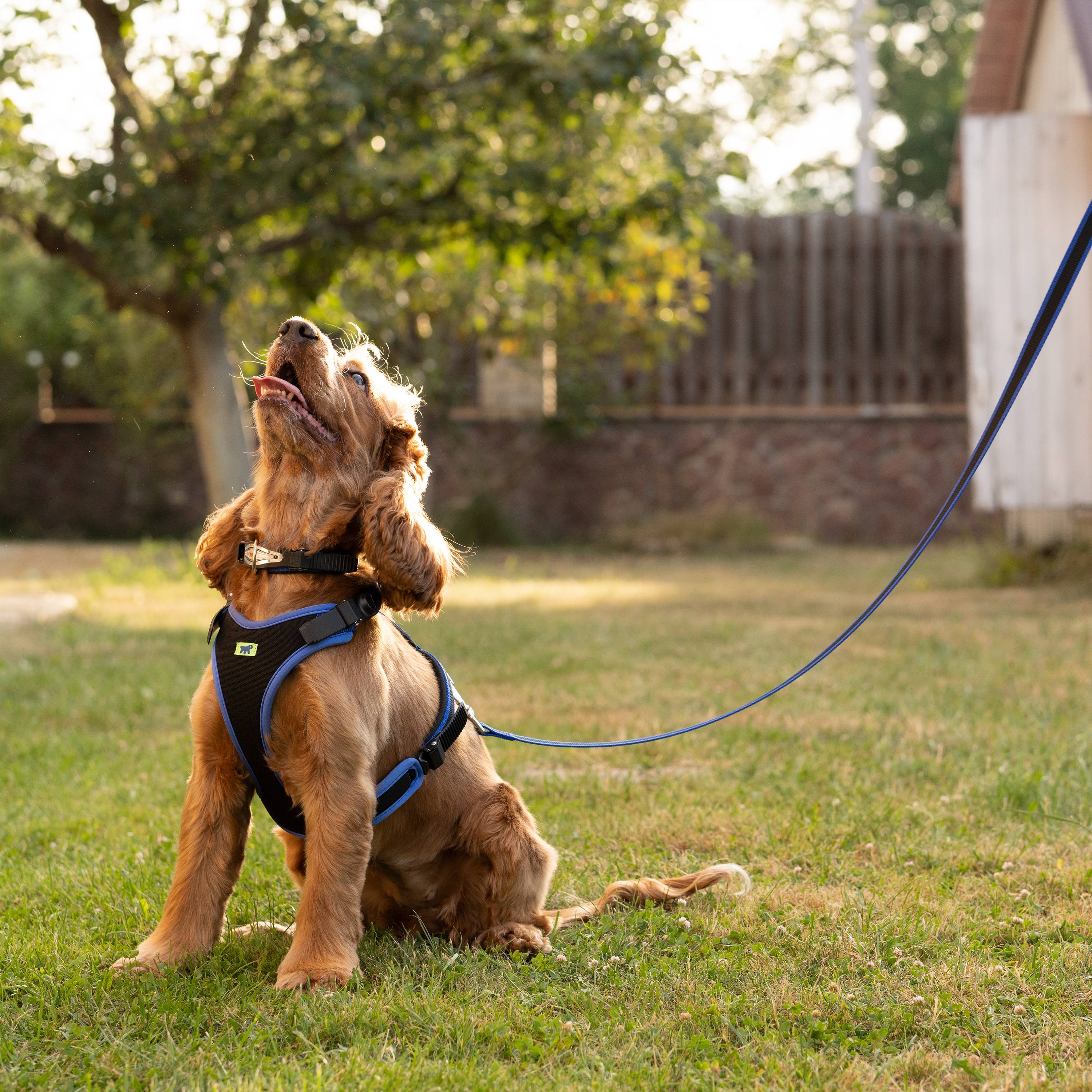 Ferplast - Ferplast Collier Chien ERGOCOMFORT C15/33, collier pour chiens de petite taille, fermeture avec micro-ajustement, rembourrage doux, dégagement rapide, - Image 4