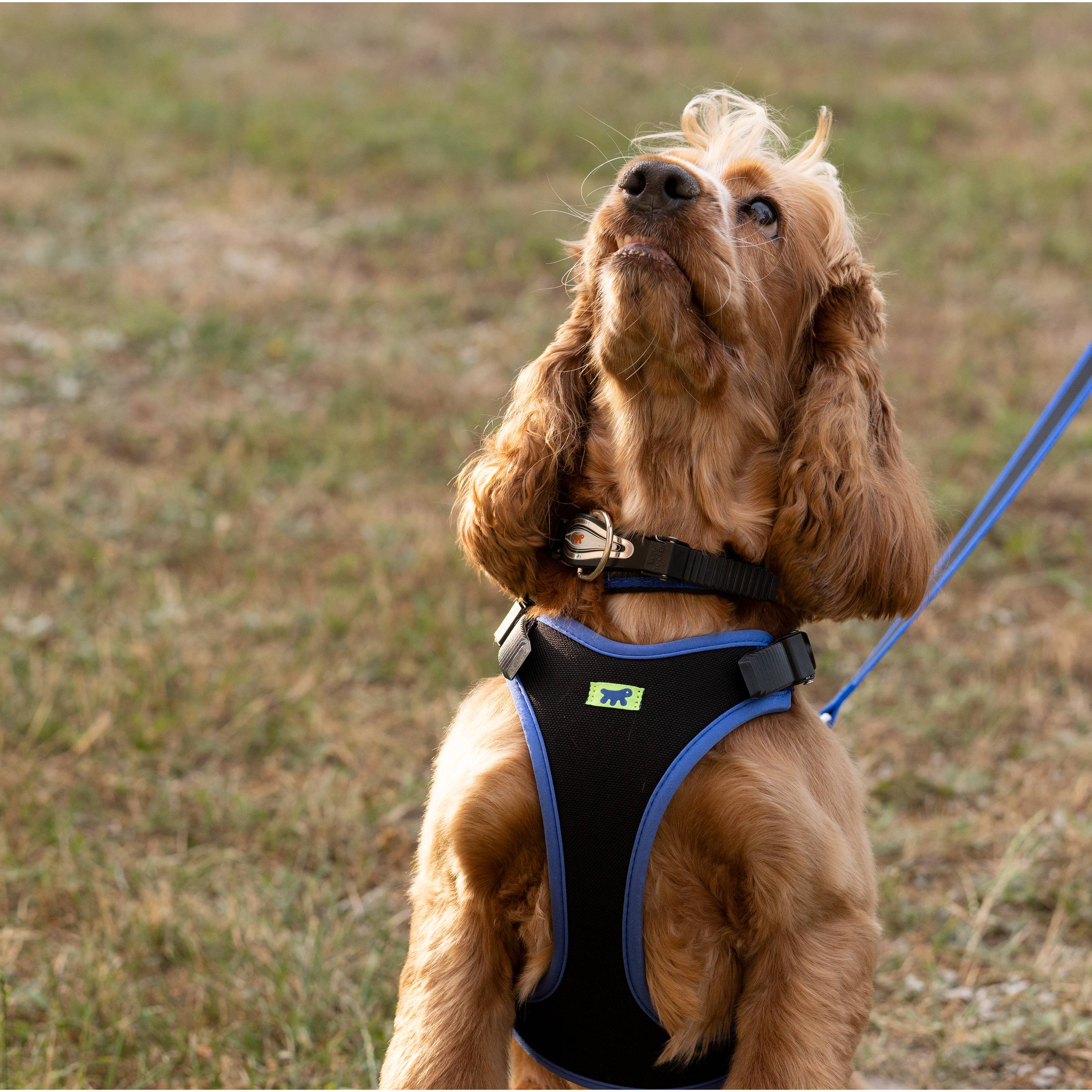 Ferplast - Ferplast Collier Chien ERGOCOMFORT C15/33, collier pour chiens de petite taille, fermeture avec micro-ajustement, rembourrage doux, dégagement rapide, - Image 3