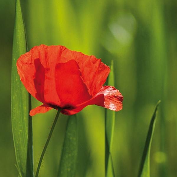 Graines de Coquelicot sauvage - Papaver rhoeas le sachet de 5950 graines environ (1g)