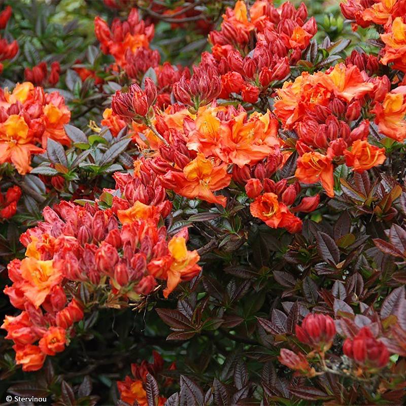 Promesse de Fleurs - Azalée de Chine Mary Poppins Pot de 4L/5L