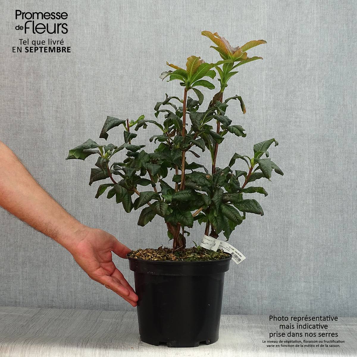 Azalée de Chine Mary Poppins Pot de 4L/5L - Image 2