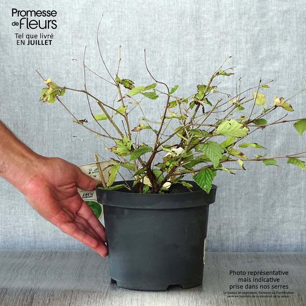 Corylopsis pauciflora - Faux noisetier Pot de 2L/3L - Image 2