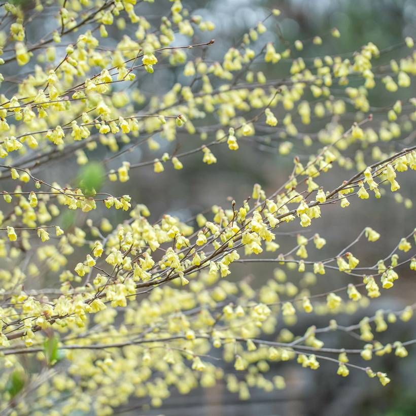 Corylopsis pauciflora - Faux noisetier Pot de 2L/3L - Image 1