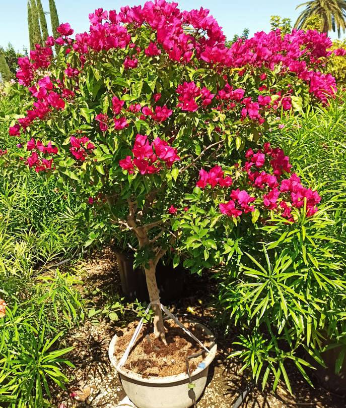 Sans Marque - Bougainvillier hybride (bougainvillier) Taille:Pot de 35L - groupe - 100/120cm - Image 5