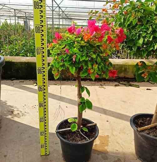 Sans Marque - Bougainvillier hybride (bougainvillier) Taille:Pot de 35L - groupe - 100/120cm - Image 1
